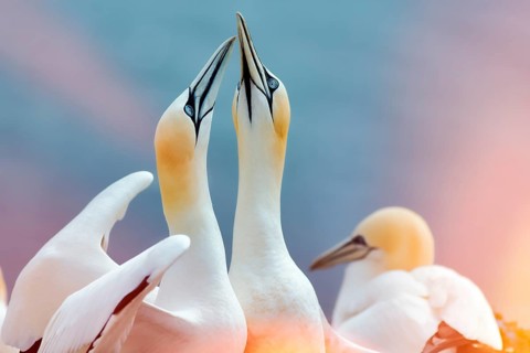 Northern gannet
