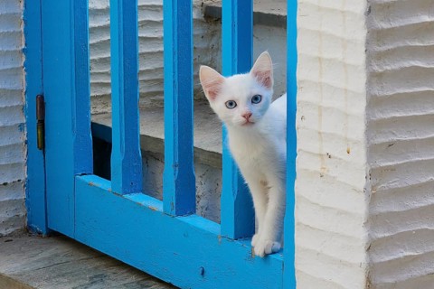 Felidae