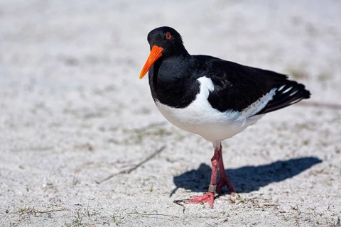 Eurasian oystercatcher