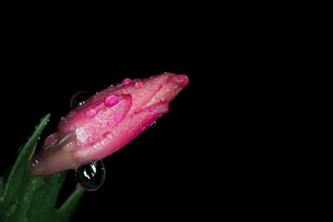 Red flower of a Schlumbergera with water drops