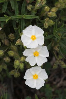 Rockrose
