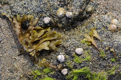 Spiral wrack