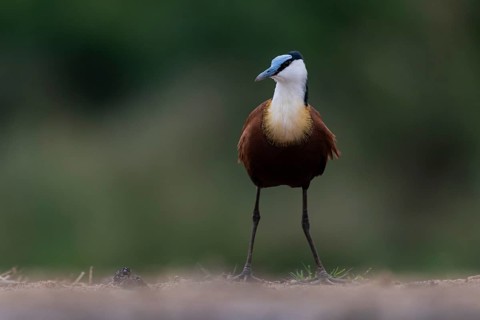 African jacana