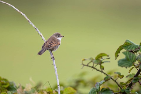 Garden warbler