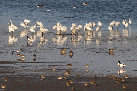 Eurasian spoonbill