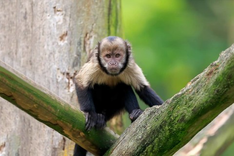Golden-bellied capuchin