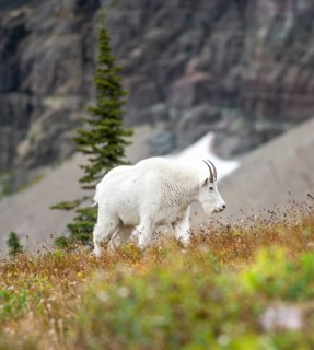Mountain goat