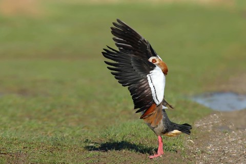 Egyptian goose