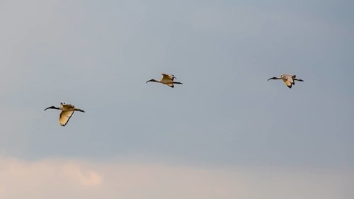 African sacred ibis