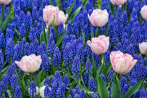 Pink tulips