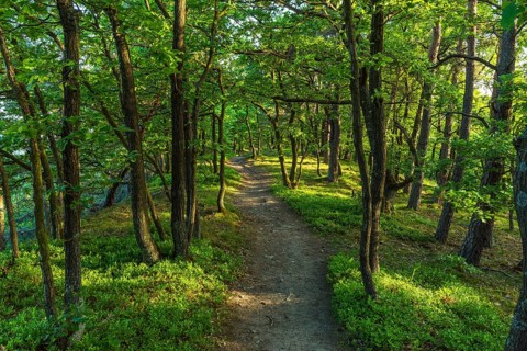 Forest Path in Spring
