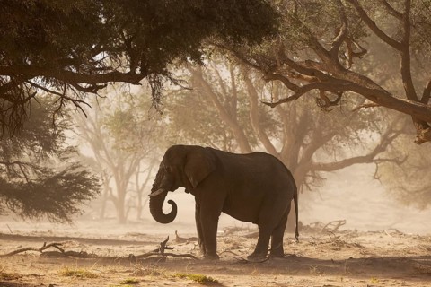 African Elephant