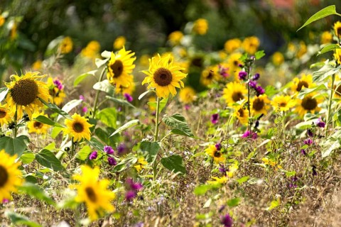 Colourful wild flower field with sunflowers