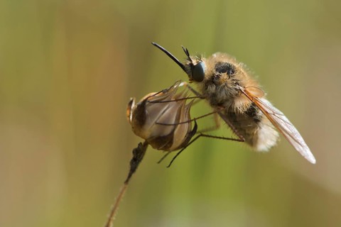 Bee fly