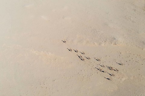 Springbok