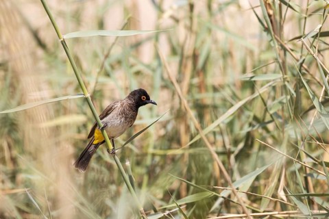 African Red-eyed Bulbul