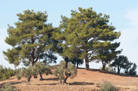 Stone pines