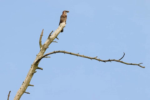 Eurasian jay