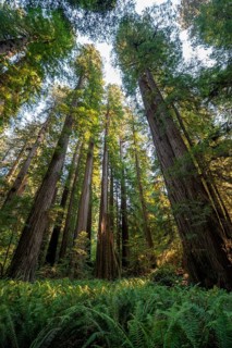 Coast redwoods