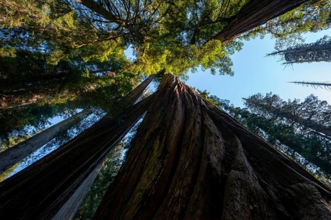 Coast redwoods