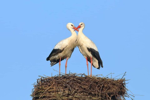 White stork