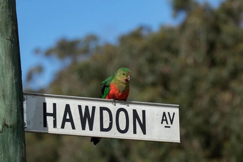 Australian king parrot