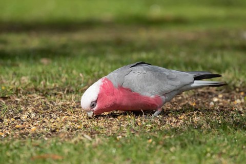 Galah