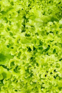 Endive Salad Endive Vegetable Background from above Healthy Eating