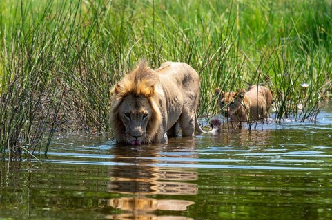 Lion