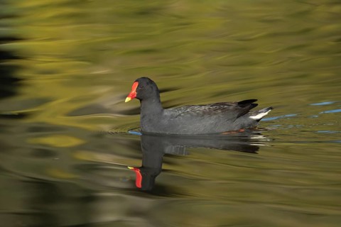 Dusky moorhen