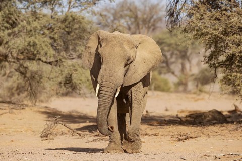 African Elephant