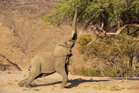 African Elephant