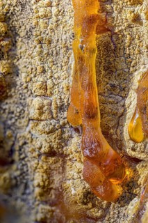 Tree resin of a european black pine