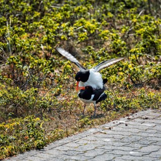 Eurasian oystercatcher