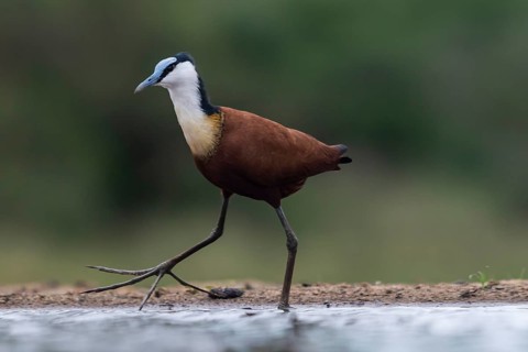 African jacana
