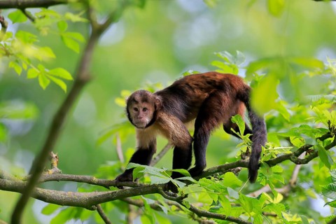 Golden-bellied capuchin