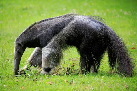 Giant anteater