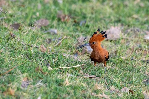 African Hoopoe