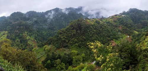 Green gorge with fog near Ribeiro Frio
