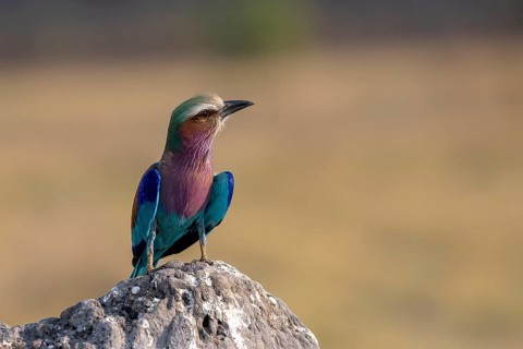 Lilac breasted roller