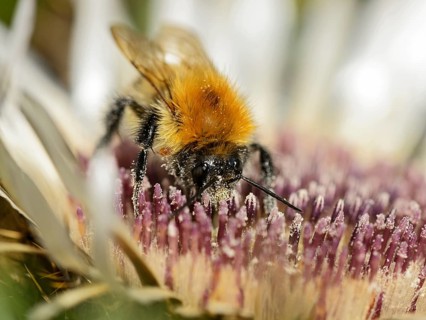 Common carder-bee