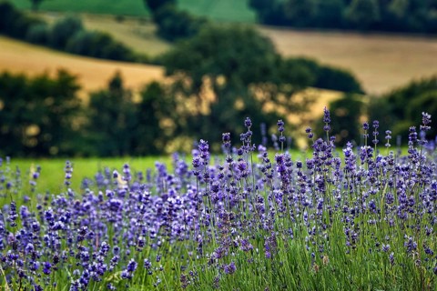 Lavender blossom