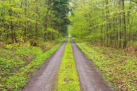 Forest path after rain in spring