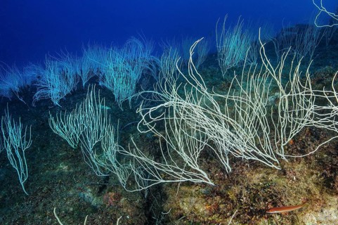 Colony of horn coral white gorgonian