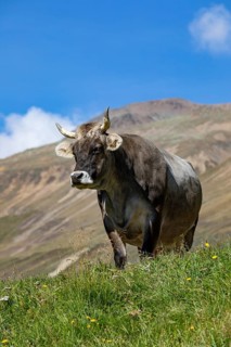 Cows on the alpine pasture in Rofental