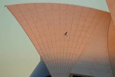 Silver gull
