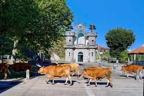 Cachena cows crossing a square in front of Santo Antonio Church
