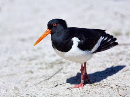 Eurasian oystercatcher