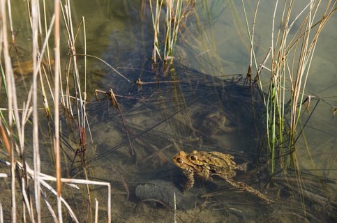 Common toad