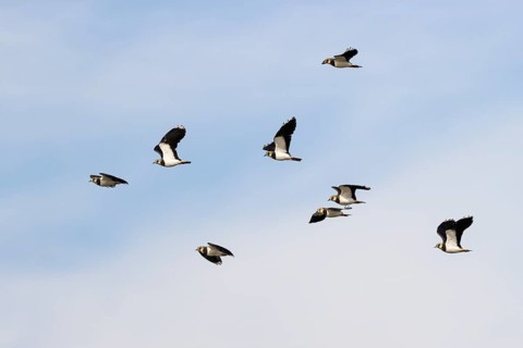 Northern lapwing